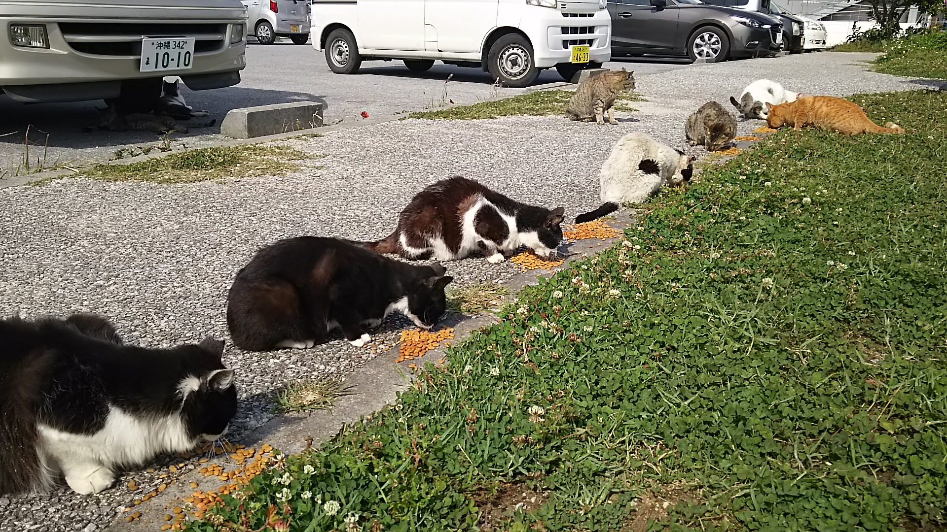 並んで餌を食べる猫