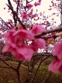 本部の八重岳の桜