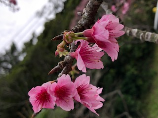 六分咲きの八重桜