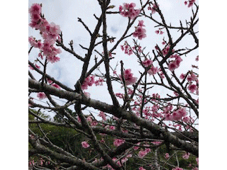 きれいな八重桜