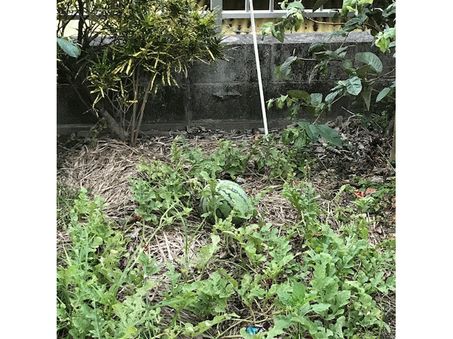 庭で育つスイカ